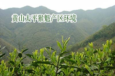 辨別優(yōu)質(zhì)正品太平猴魁.jpg